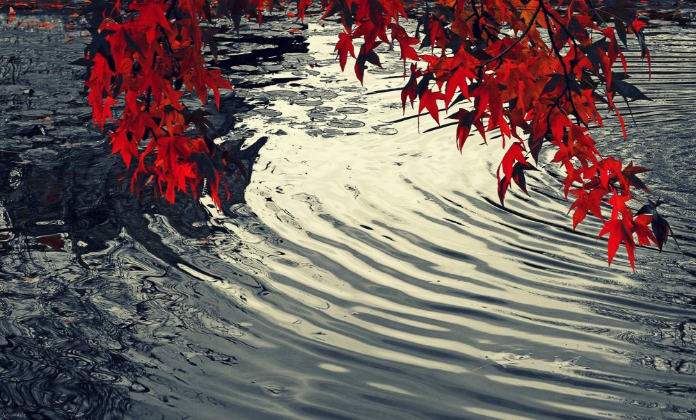 Красные листья на воде