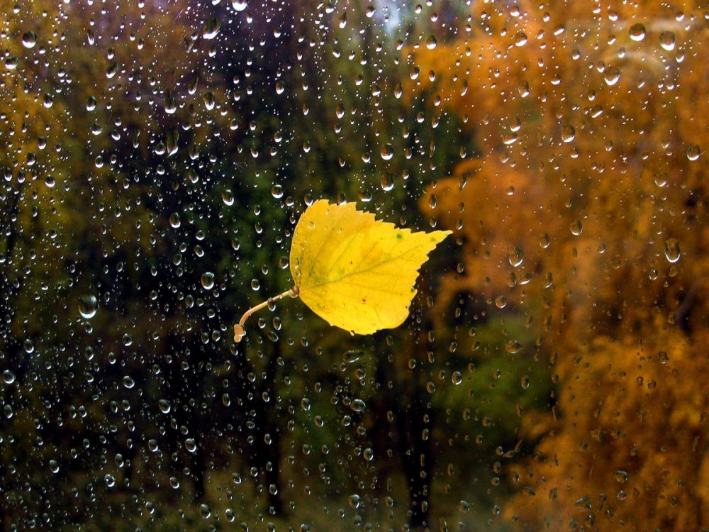 Осенний дождь природа