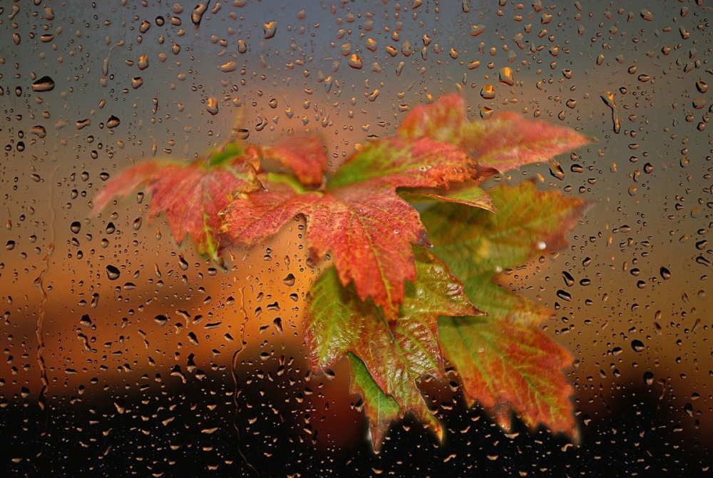 Осень листья дождь
