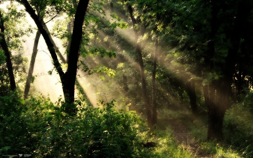 Солнечные блики в лесу