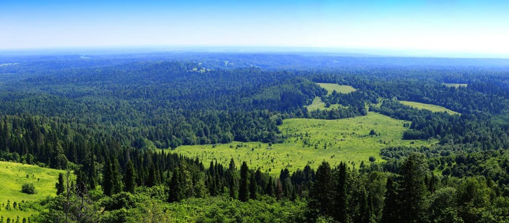 Панорама леса