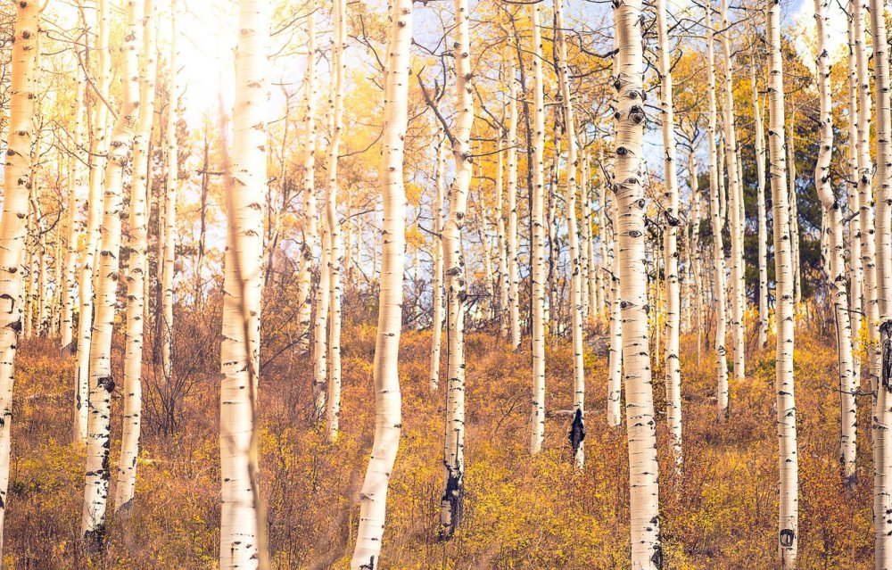 Шиндлер художник берёзовый лес