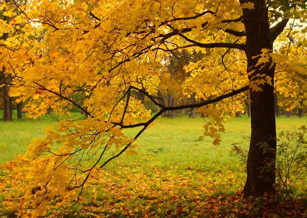 Картина к стихотворению Бунина листопад