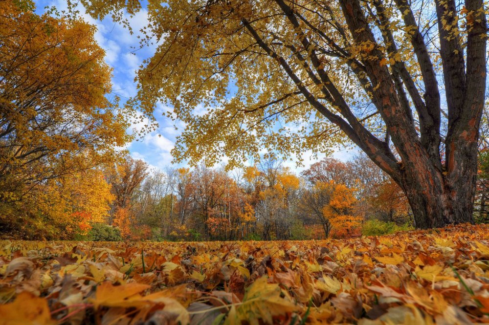 Осень в парке листва на земле