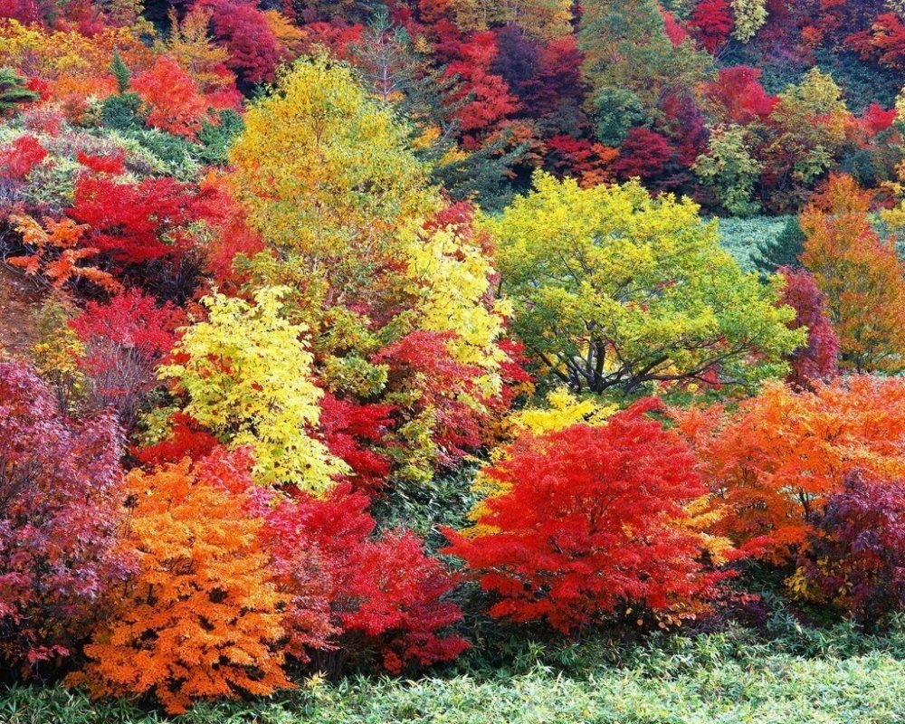 Осенний лес лиловый золотой багряный