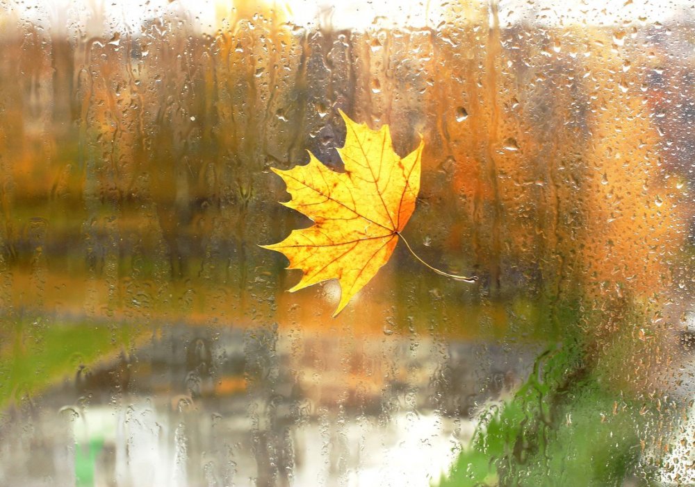 Осень листья на стекле