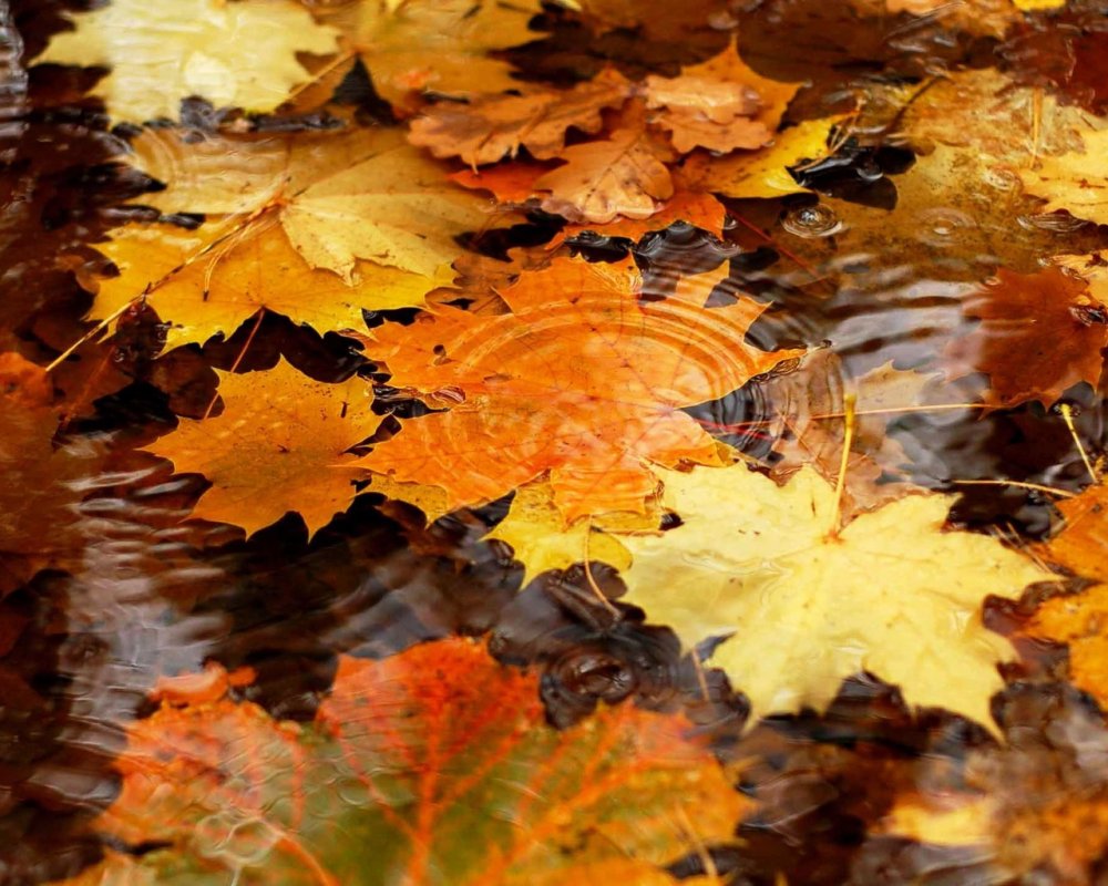 Осень дождь падают листья