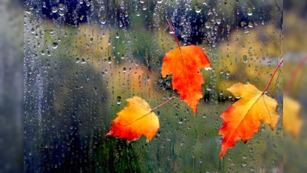 Хмурая дождливая наступила осень