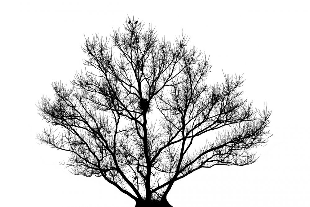 Сухое дерево для фотошопа