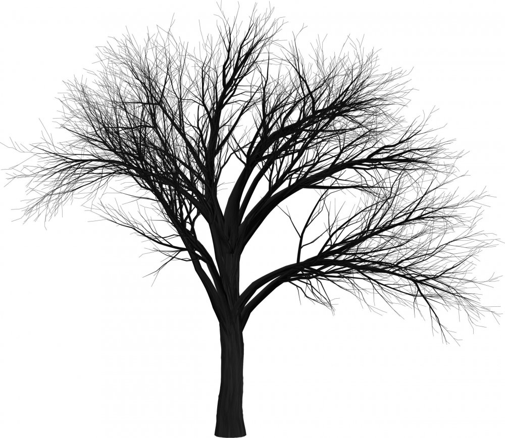 Лысое дерево