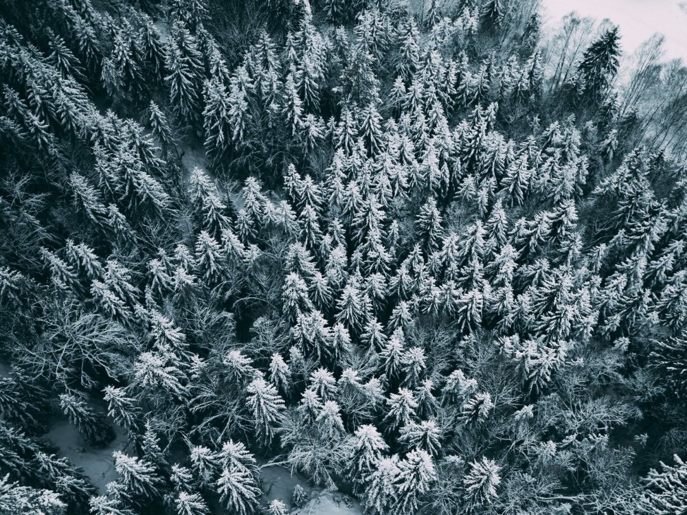 Зимний лес вид сверху