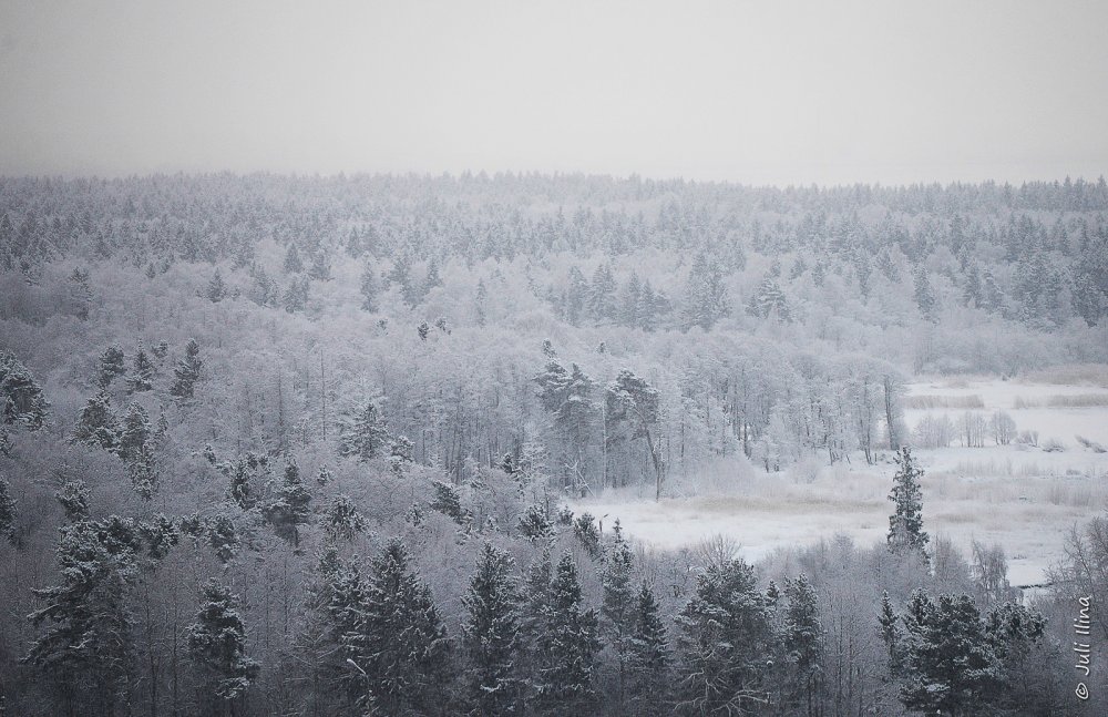 Зимний лес с высоты