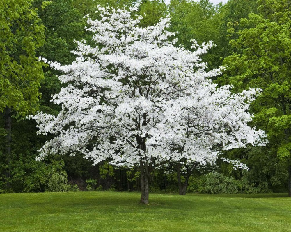 Dogwood дерево