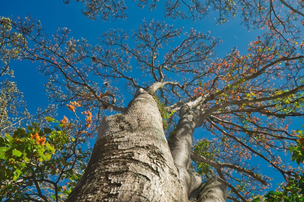 Коста Рика табибуя дерево