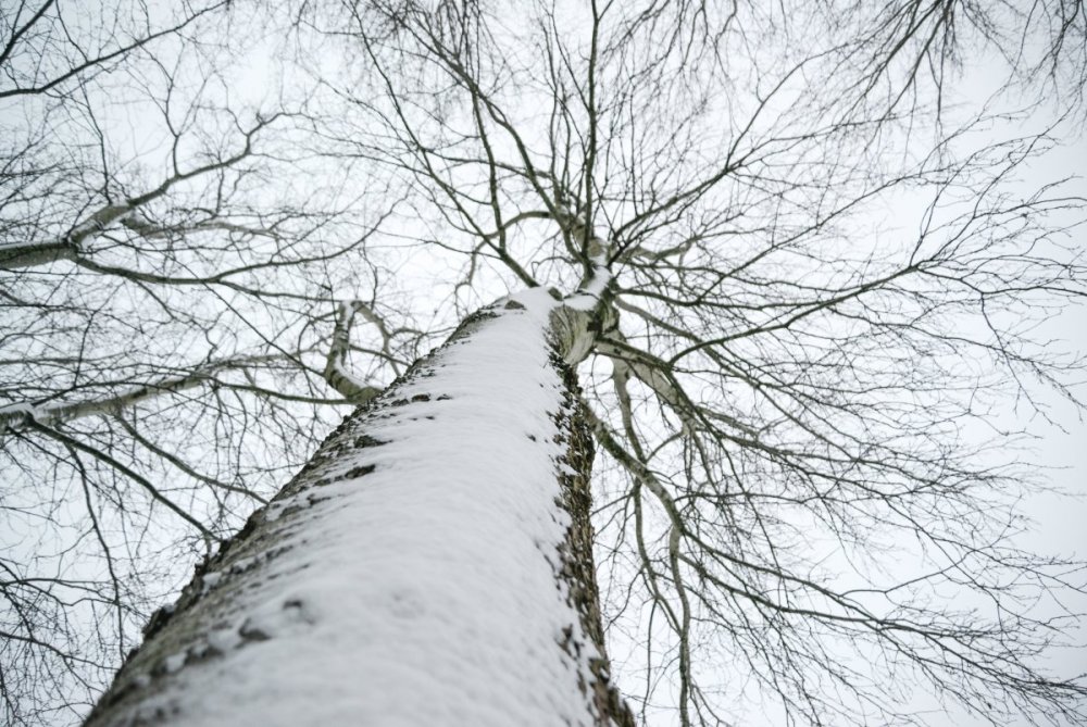 Ствол зимнего дерева