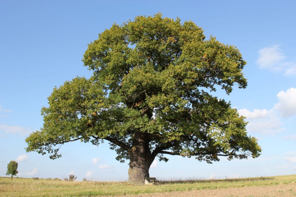 Дуб черешчатый дерево