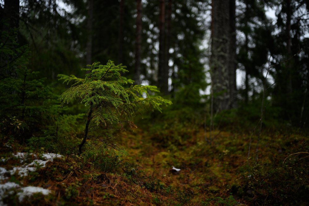 Финский лес