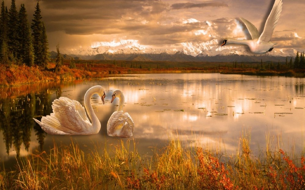 Лебеди на фоне природы