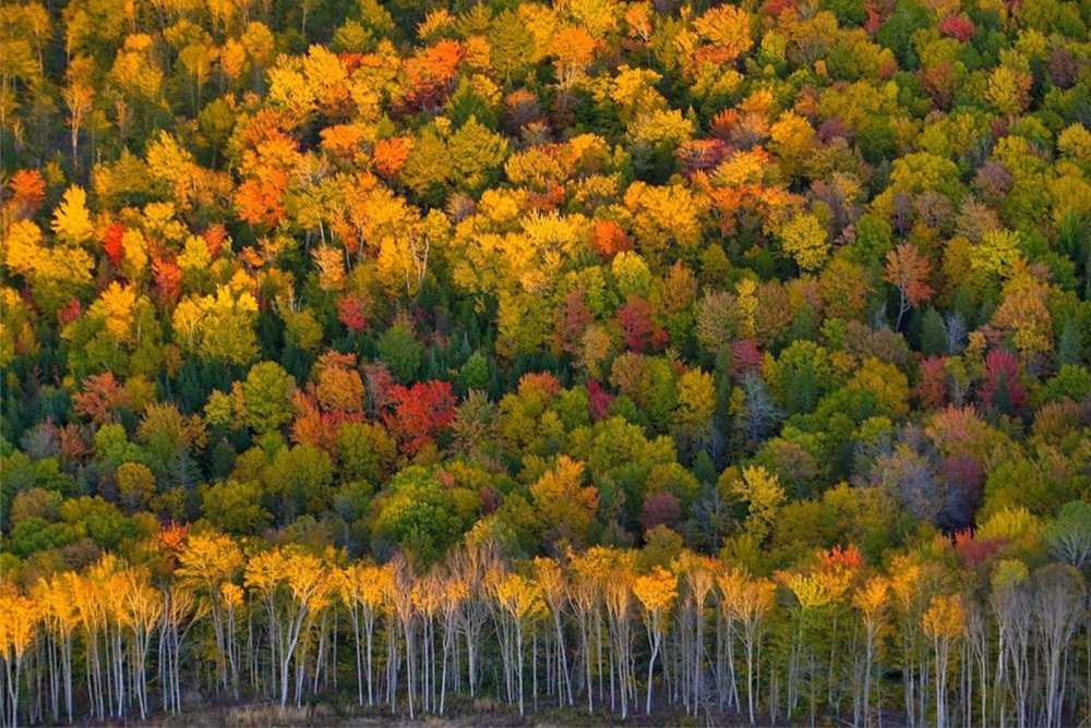 Разноцветный осенний лес