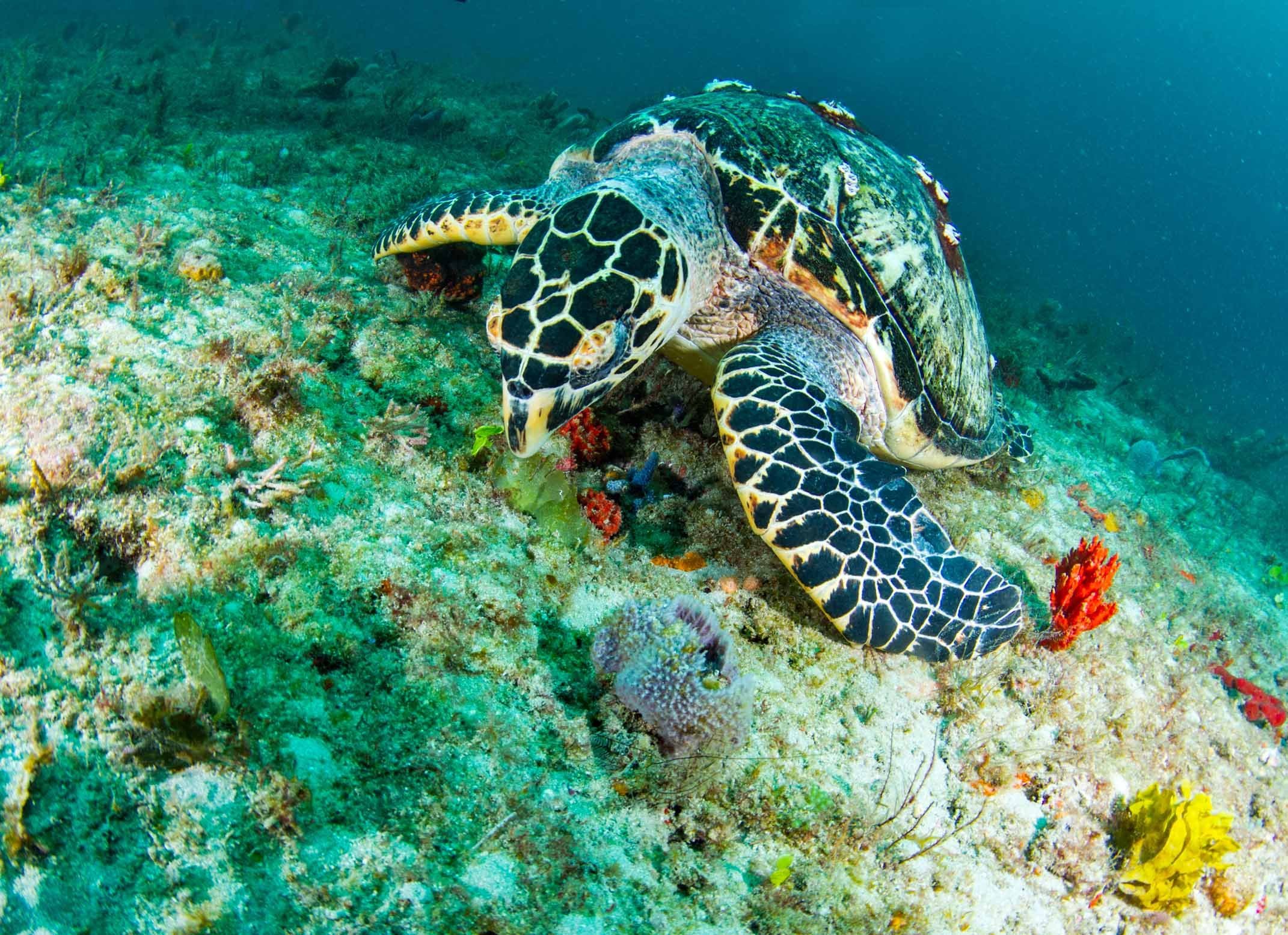 Морские черепахи жизнь. Зеленая черепаха бисса атлантическая. Сулавеси черепаха. Большой Барьерный риф большая зеленая черепаха. Нектон черепахи.