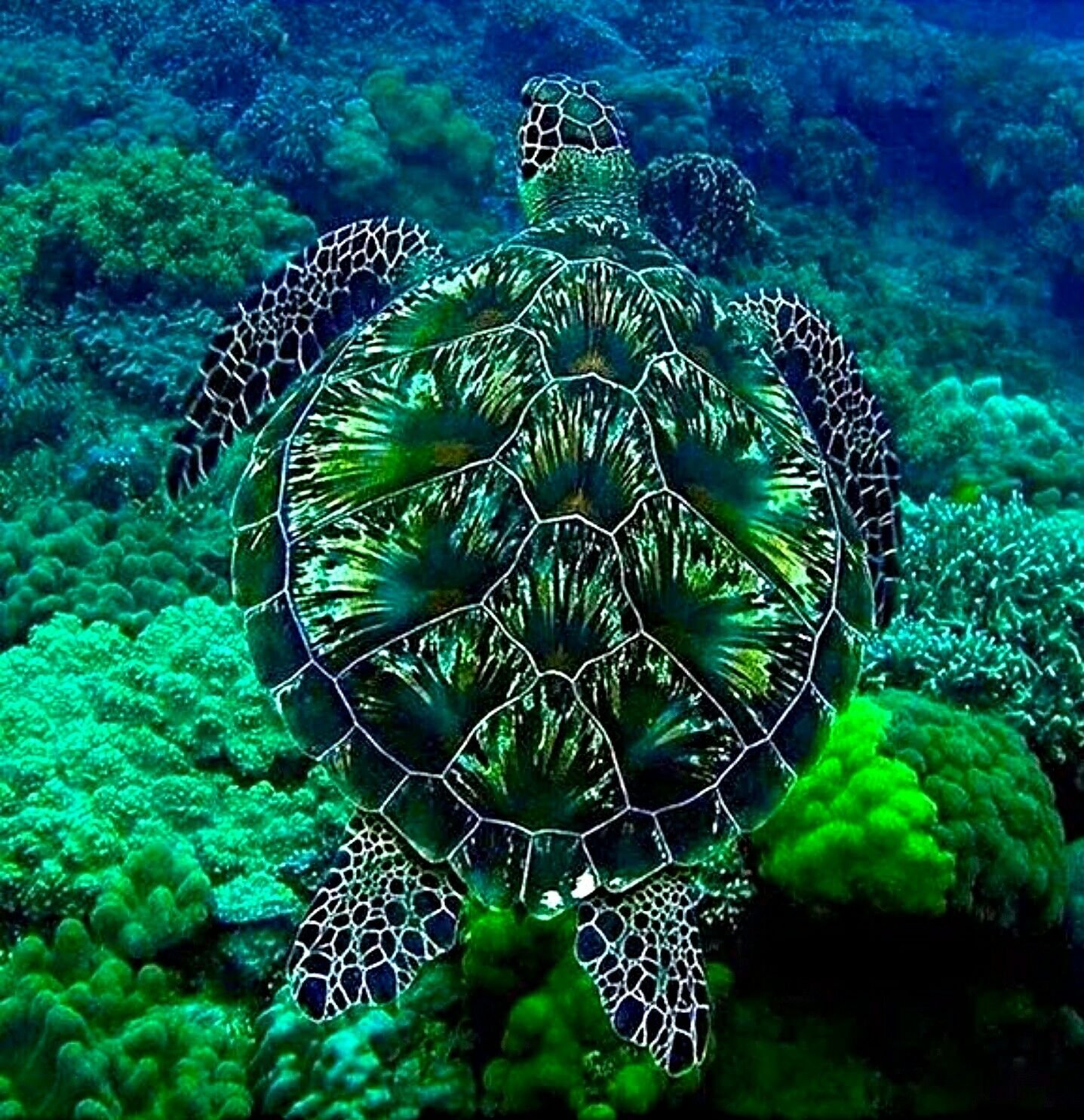 Симметрия черепахи. Морская черепаха бисса. Туббатаха риф черепаха. Зеленая морская черепаха. Черепаший риф Мальдивы.