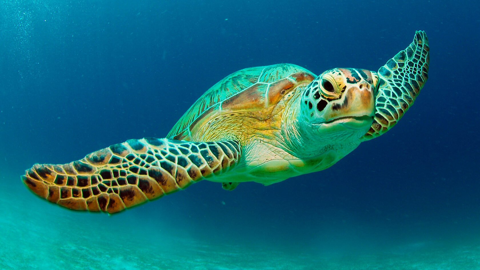 Скорость морской черепахи. Морская черепаха. Хоксбильская морская черепаха. Черепаха бисса Нектон. Морские черепахи черепахи.
