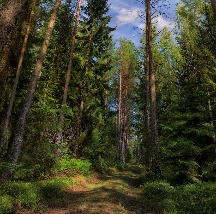 Российские леса