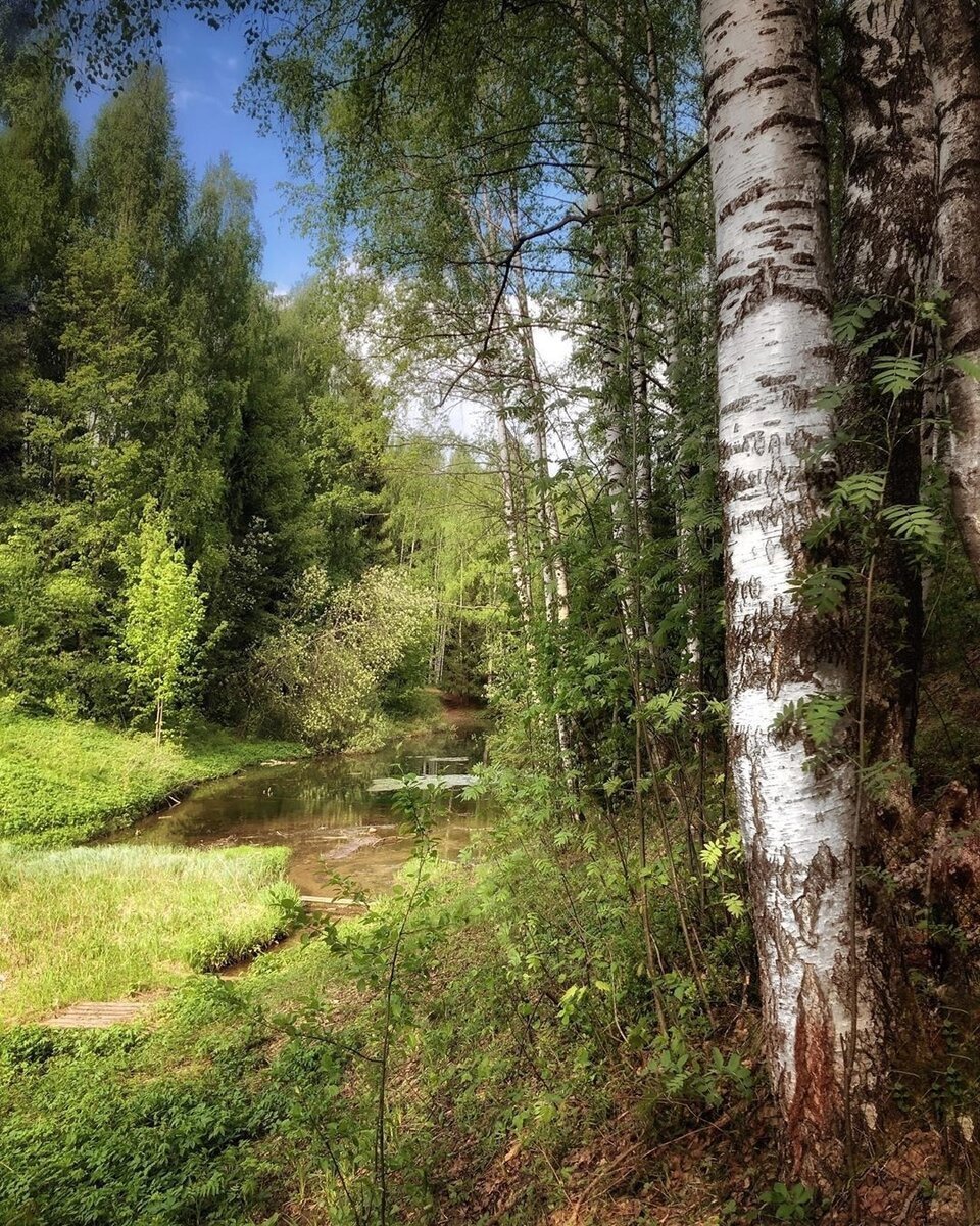 Смешанный Уральский лес опушка