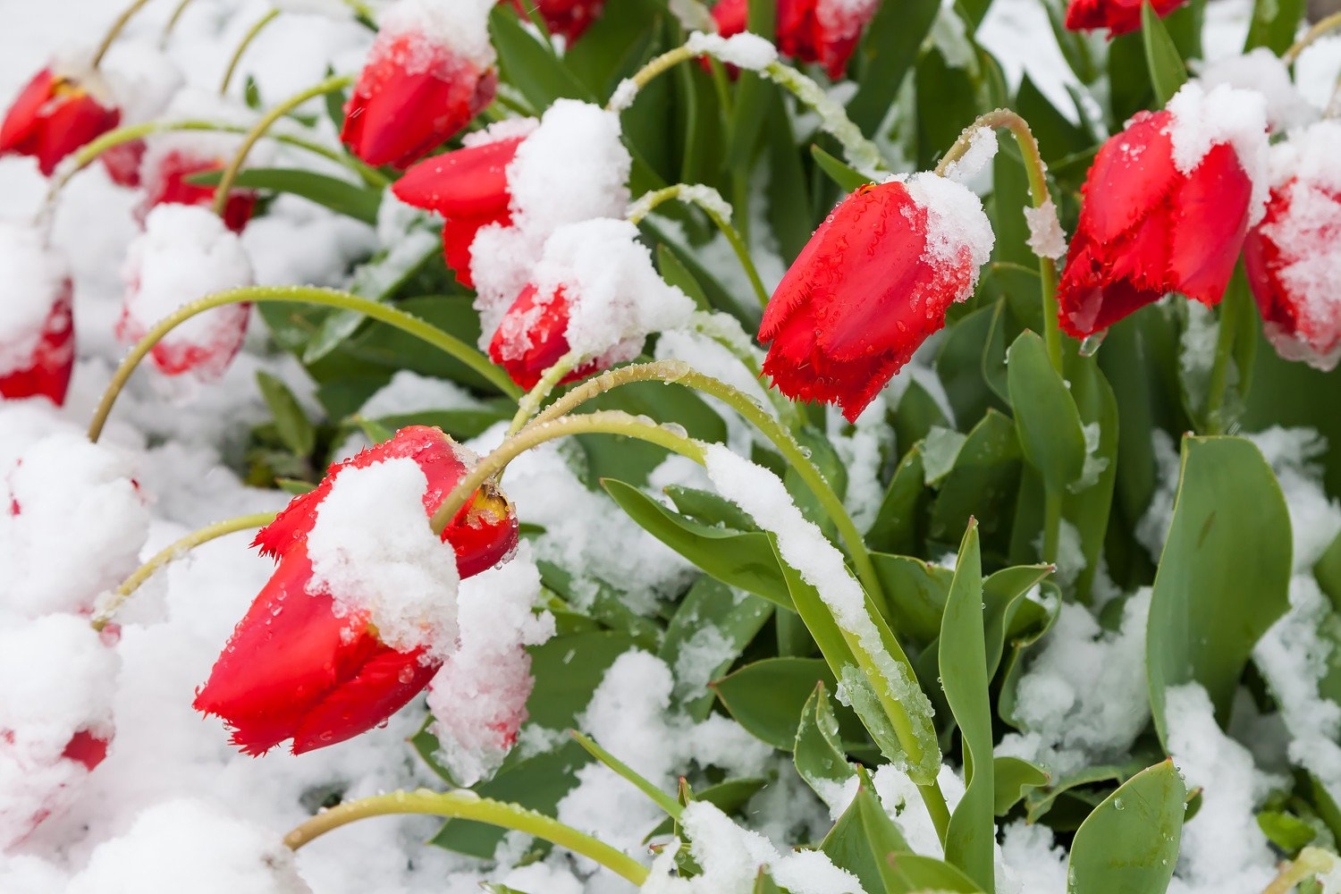 Боятся ли тюльпаны мороза. Зимние цветы. Цветы под снегом. Красивые зимние цветы. Цветочек на снегу.