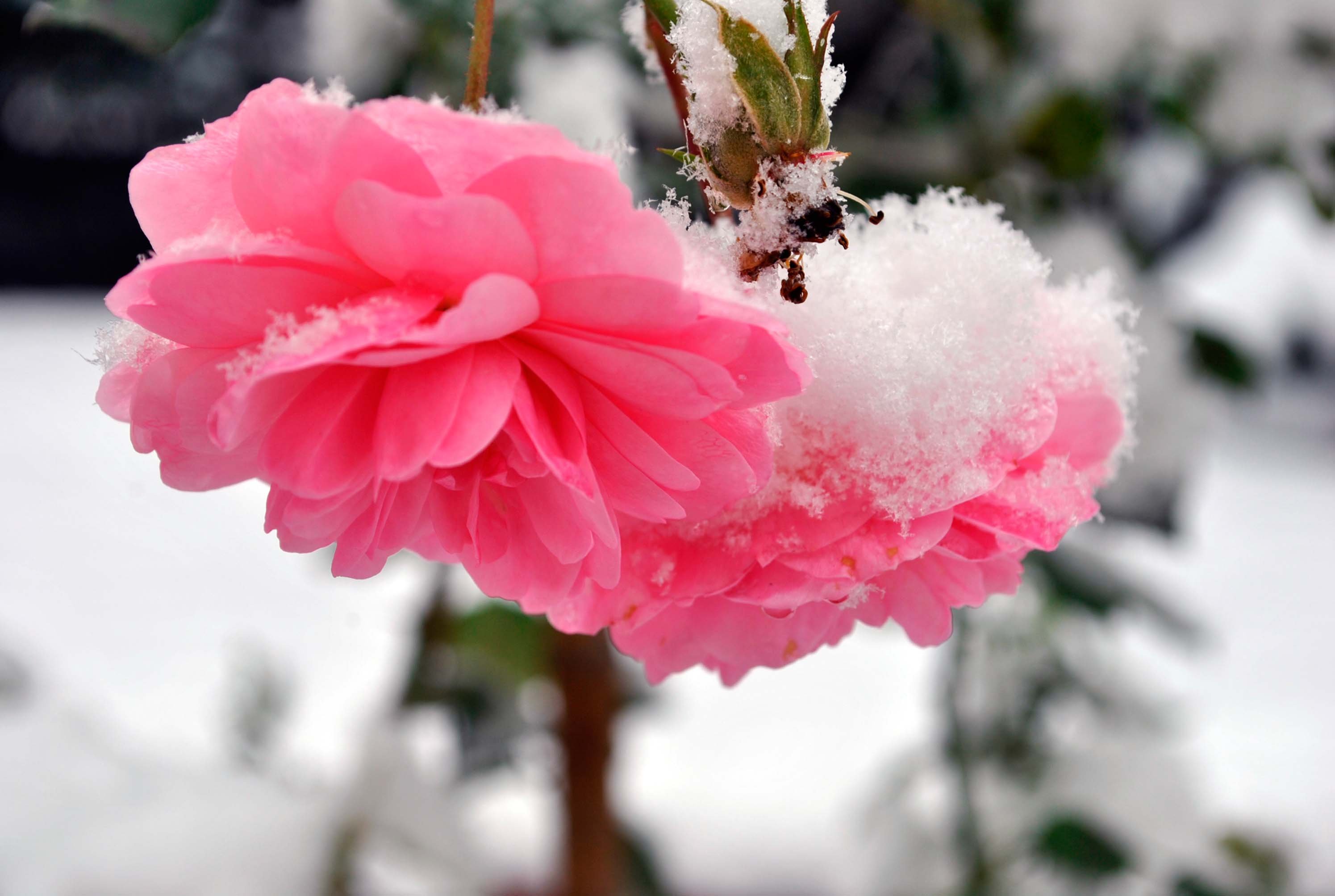 Картинки цветов в снегу. Зимние цветы. Красивые зимние цветы. Снежные цветы.