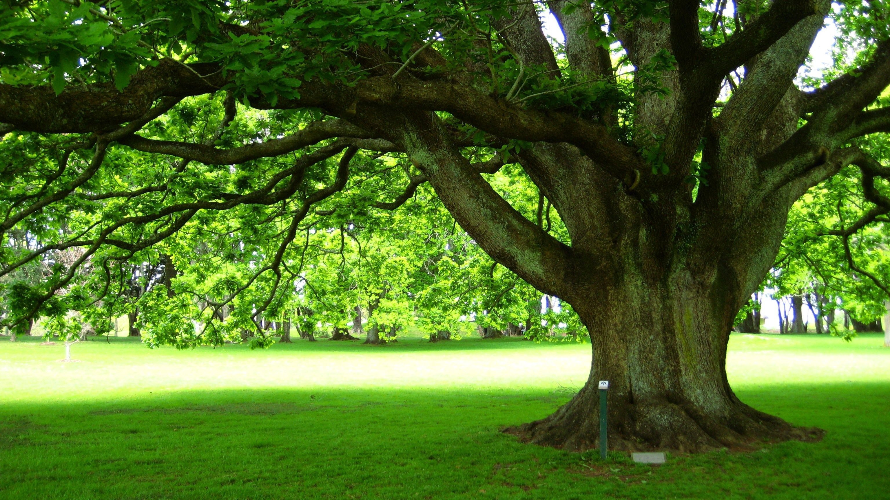Дерево гуд. Дуб Джурупа дерево. Дуб парк Фредвилл, Нонингтон, Великобритания. Дуб черешчатый крона. Дерево с большой кроной.