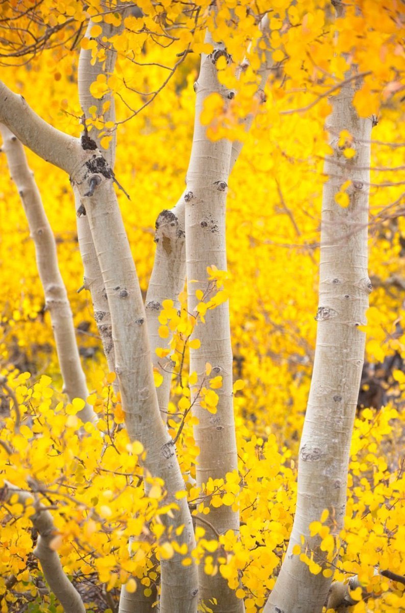 Дерево осина с желтыми листьями