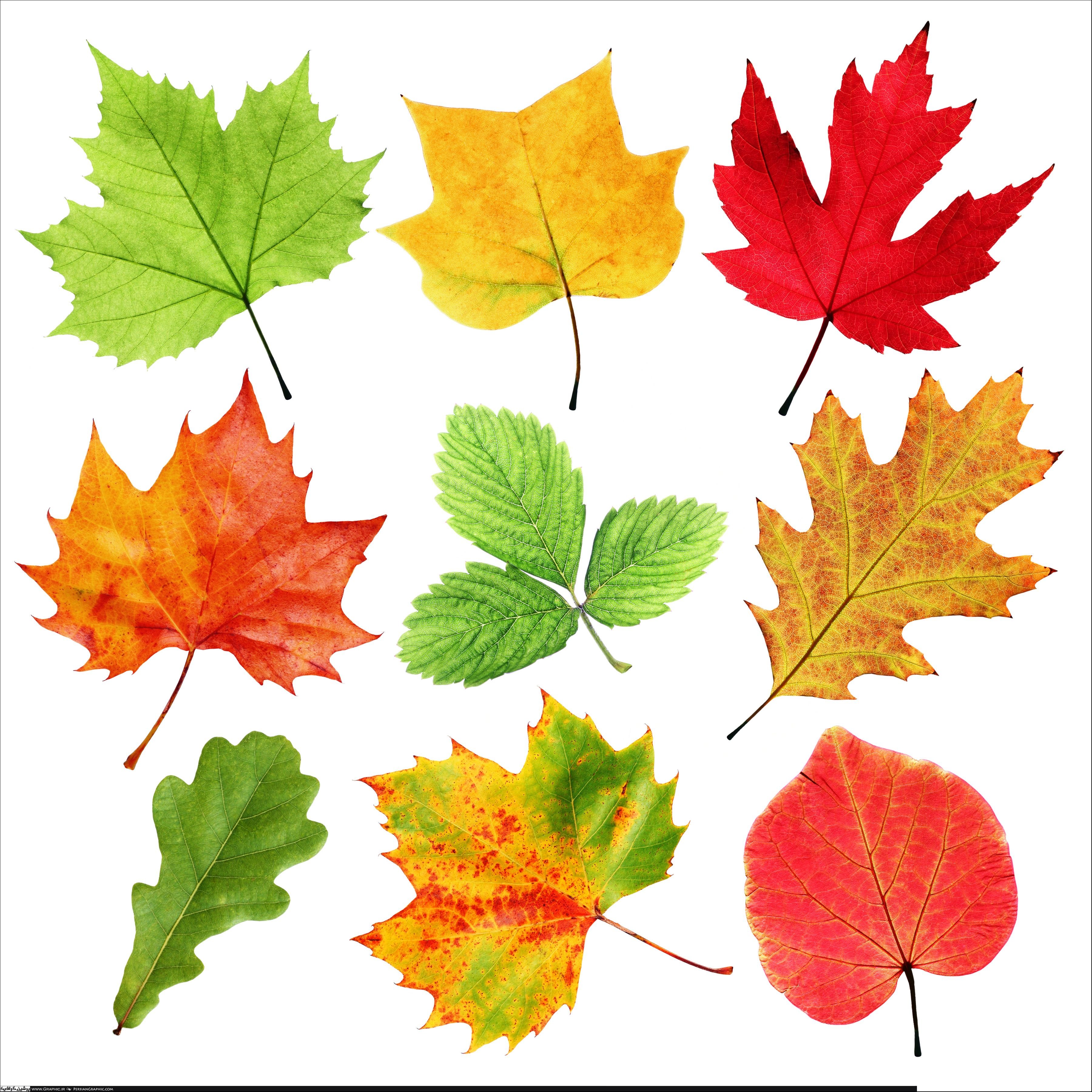 Как можно раскрасить 5 листочков. Осенние листья. Осенние листочки. Листья деревьев. Красивые осенние листочки.