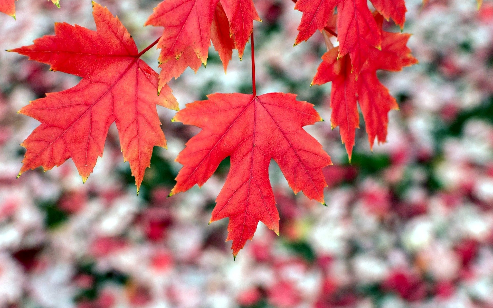 Цвет листа клена осенью. Клен канадский красный. Канадский клен лист. Канадский клен осенью. Клен дерево.
