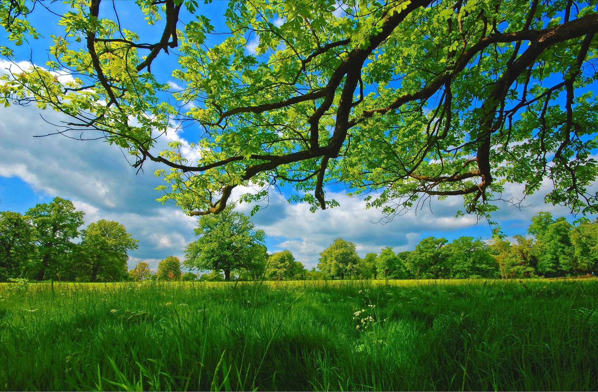 Фото деревьев лето. Природа. Природа зелень. Зеленая природа. Природа деревья.