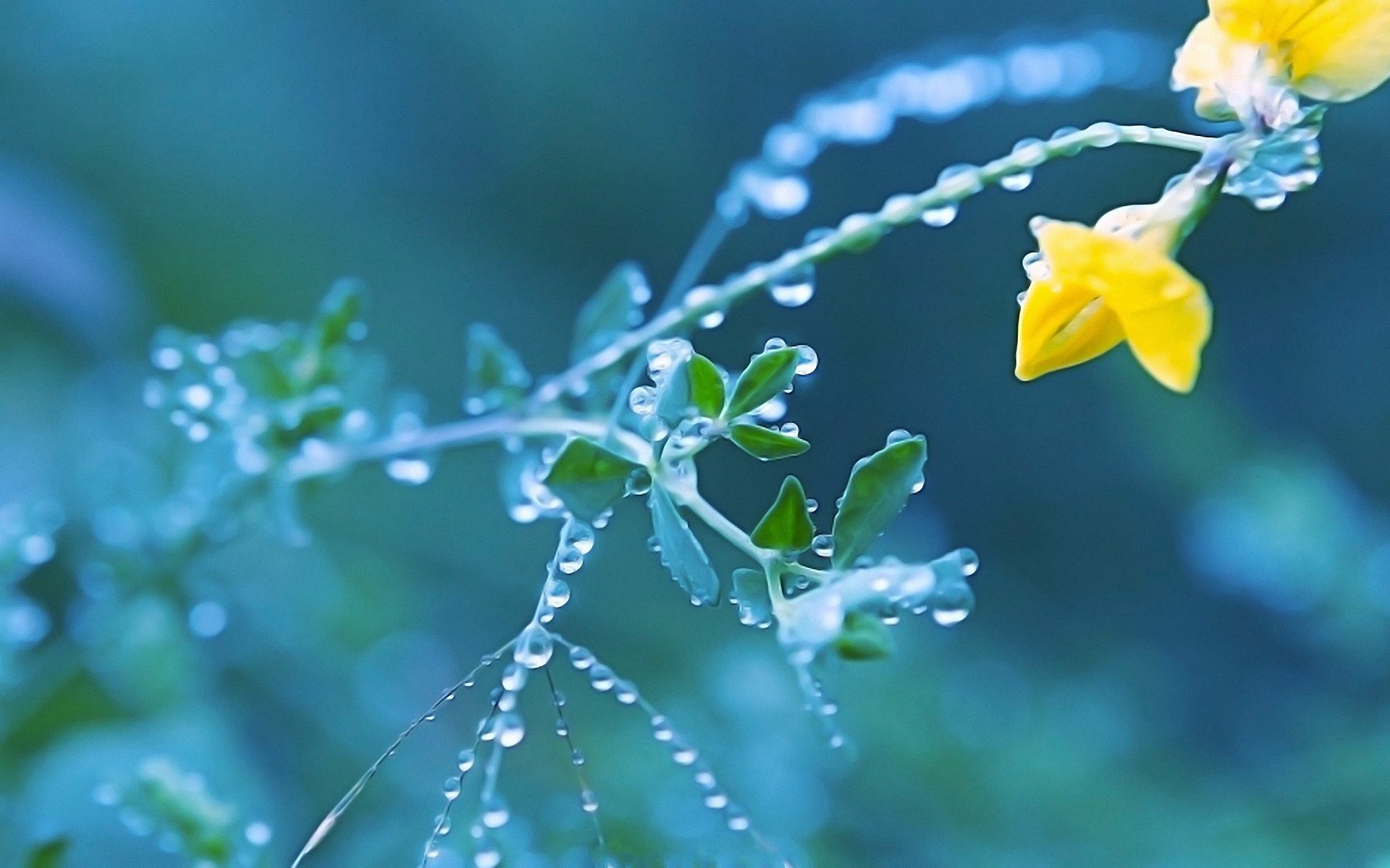 Желтая вода весной. Цветы Макросъемка. Цветы в росе. Капля на цветке.