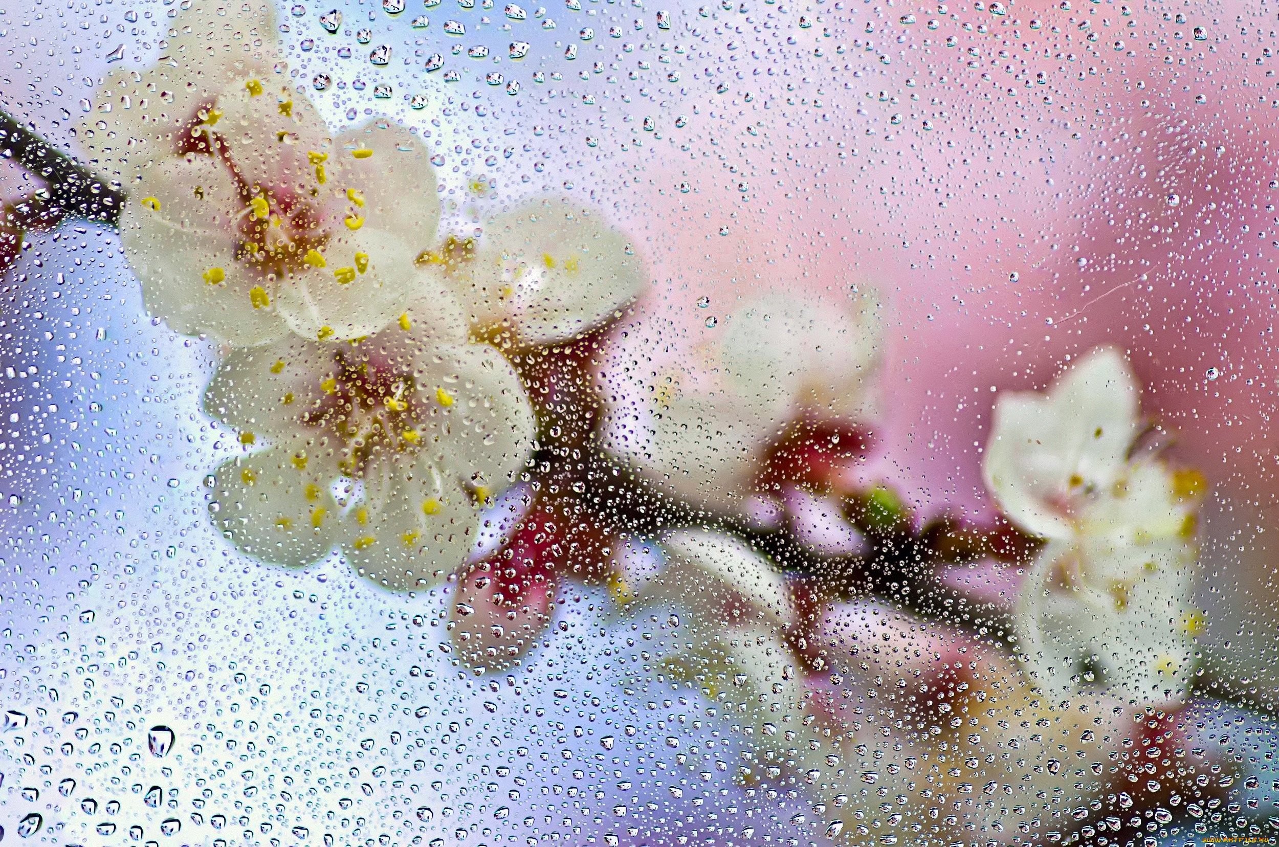 Весенние капли дождя. Цветы за мокрым стеклом. Цветы за стеклом с каплями. Весенняя капель.