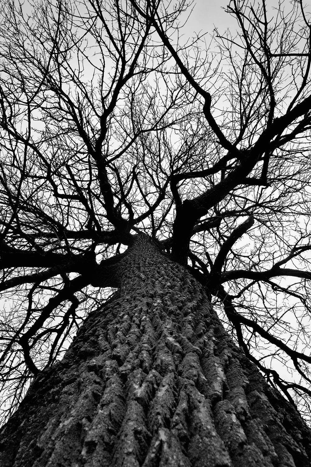 Дерево черное белое