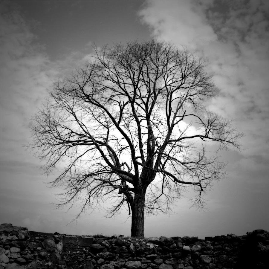 Одинокое дерево черно белое