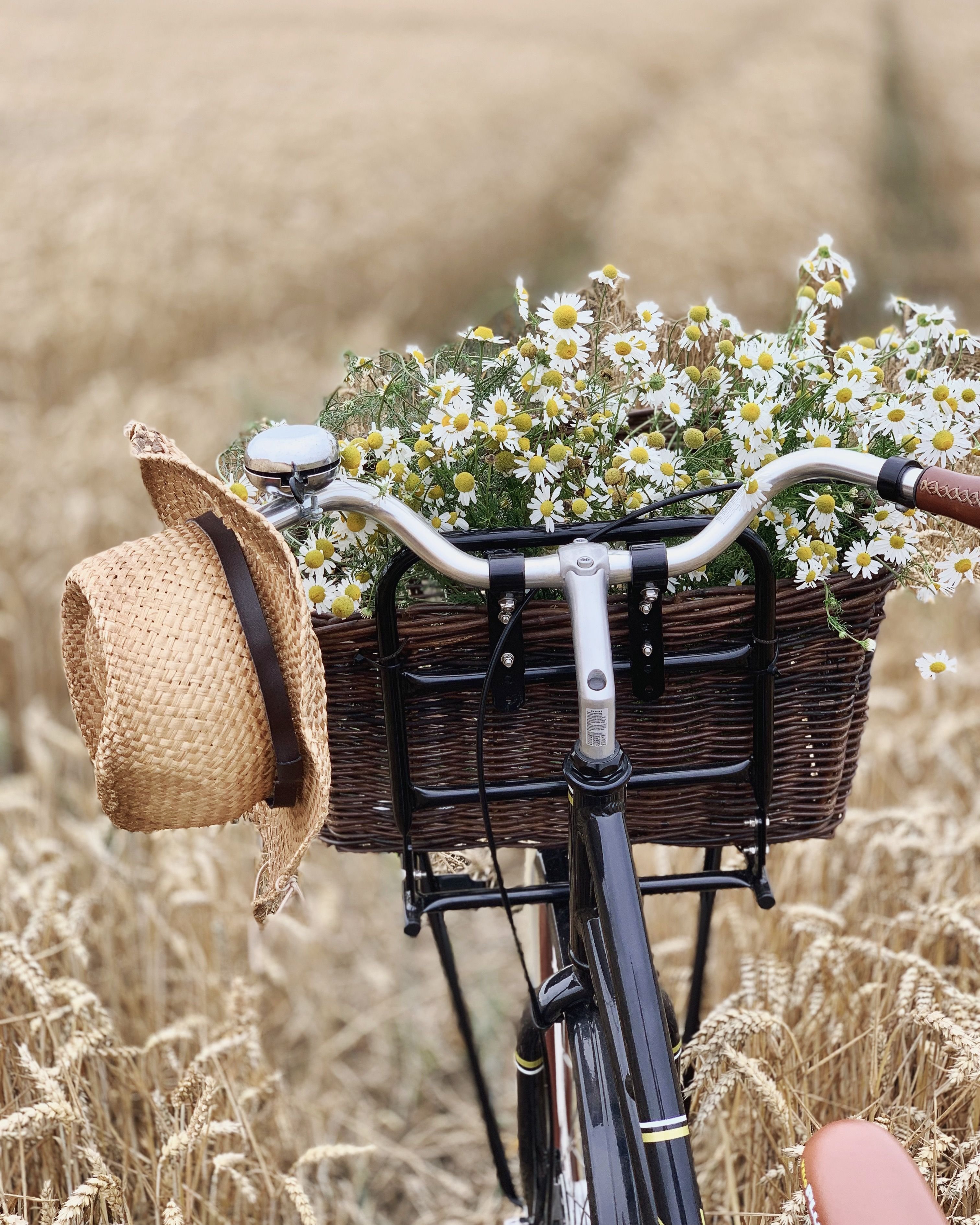 Доброго утра августа красивые. Велосипед с корзинкой. Красивые велосипеды. Велосипед в поле. Ромашки в корзине велосипеда.
