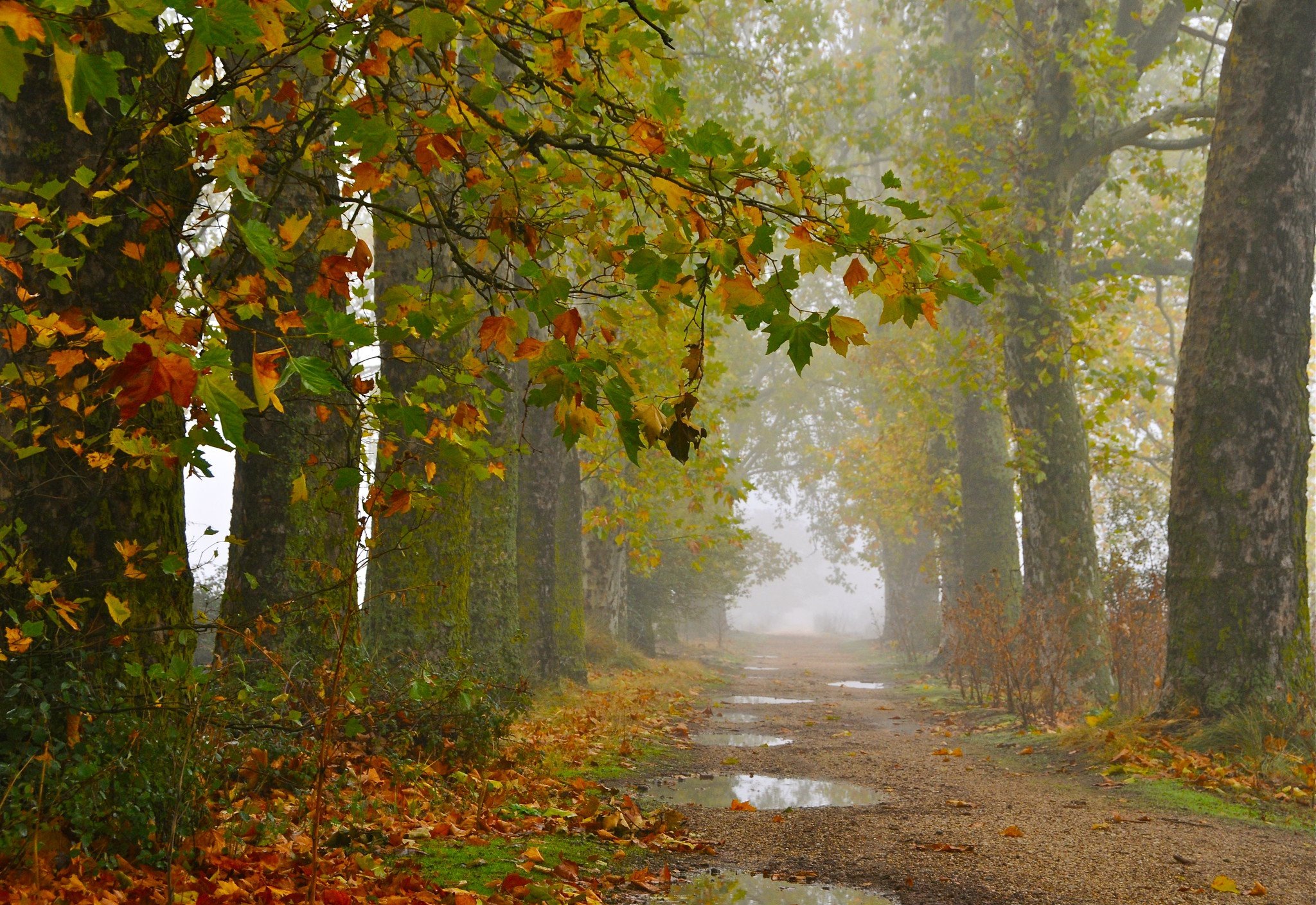 Вдруг среди листвы видишь пестрый. Дождливая осень. Осень дождь. Осенний парк. Пейзаж.