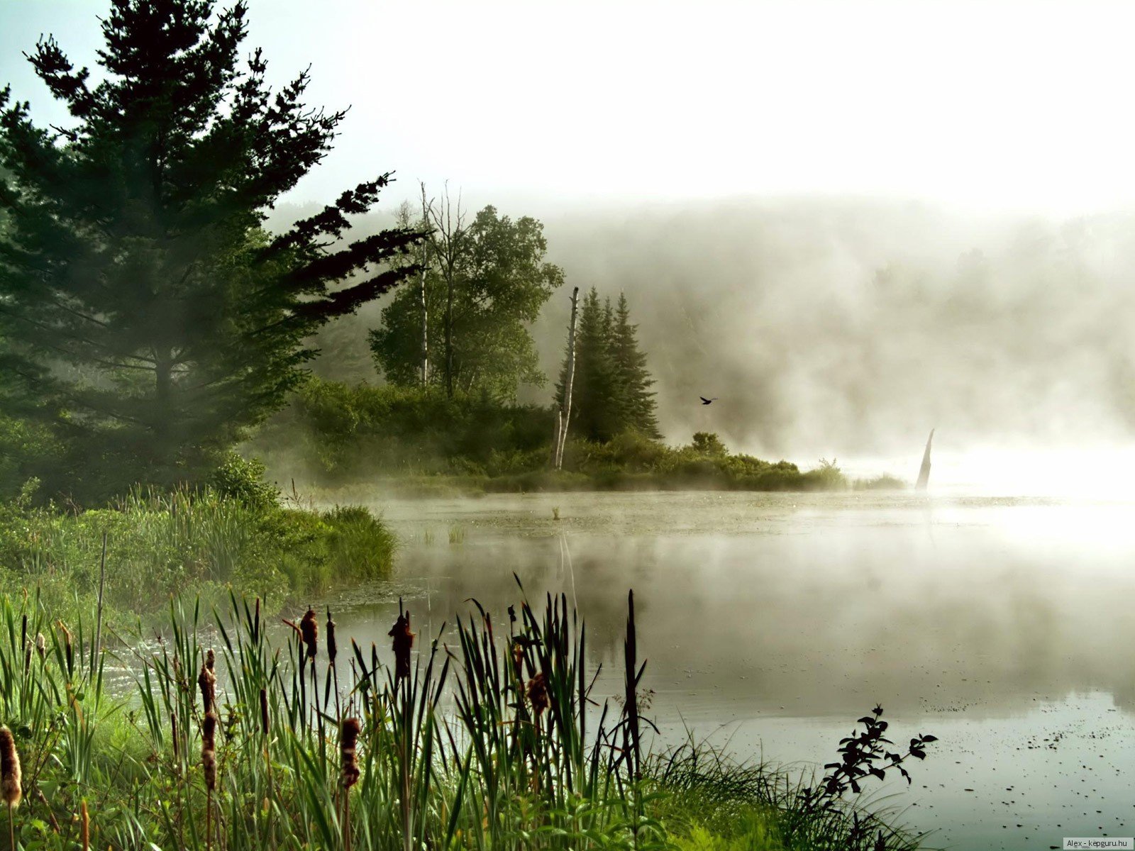 Купаться туманы. Озеро Леушинский туман. Пейзаж туман. Туман над озером. Туманный пейзаж.