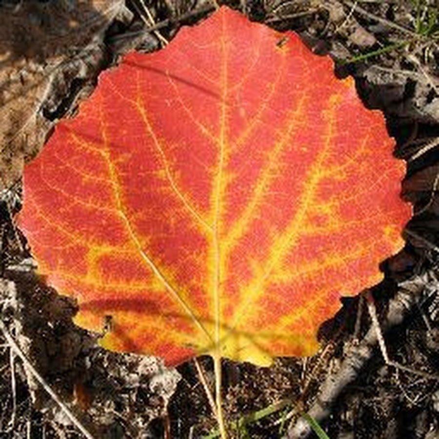 Каким цветом листья осенью. Осина Populus tremula листья. Листья осины осенью. Листья тополя осенью. Осенний осиновый лист.