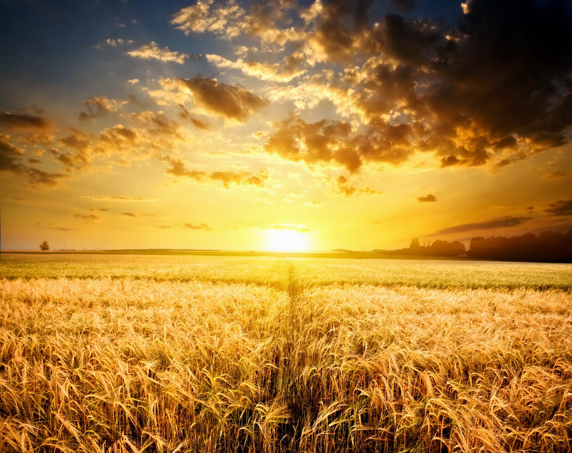 Пшеничное солнце. Поле пшеницы. Золотое поле. Поле солнце. Рассвет в поле.
