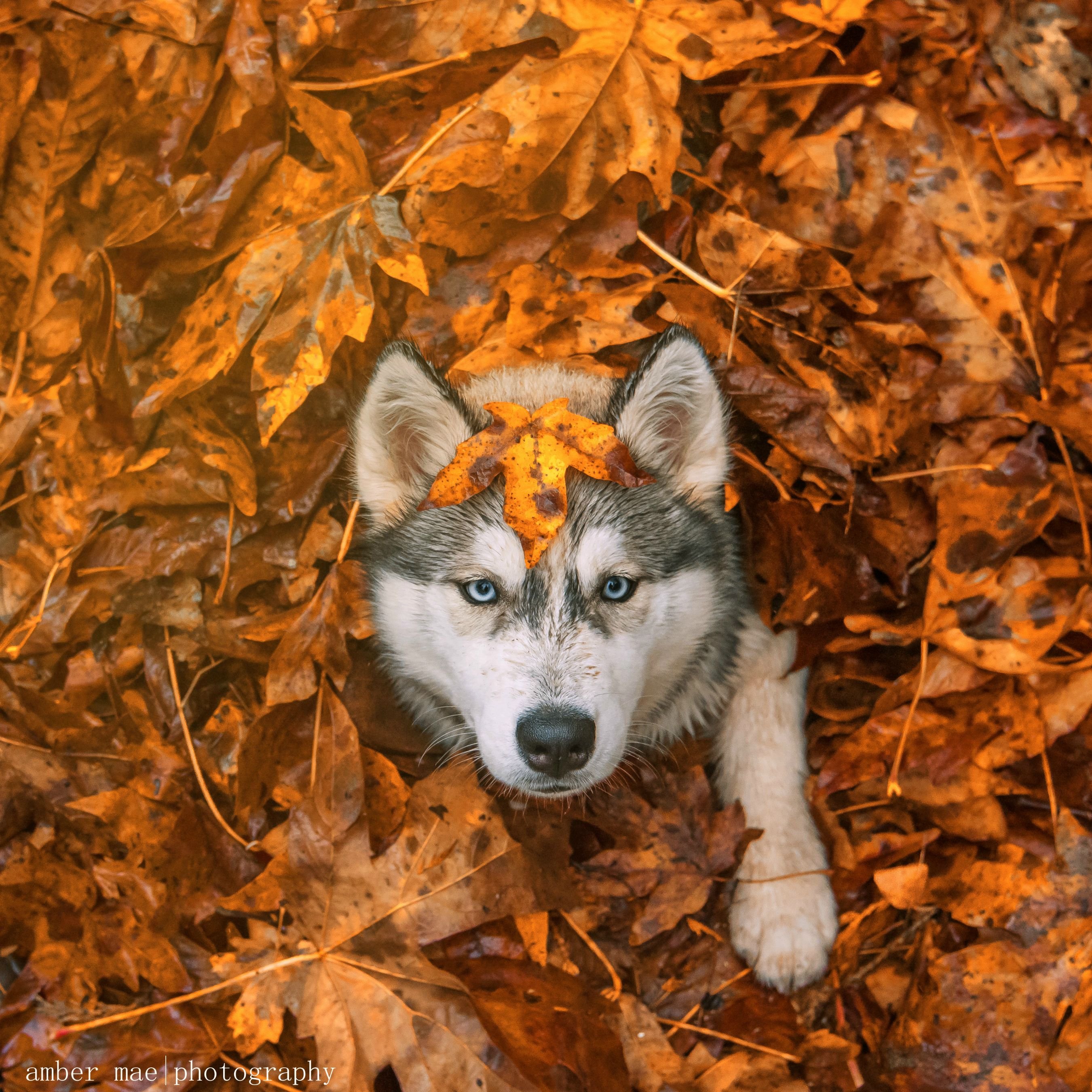 Осенний зверь. Сибирский хаски. Волк осень. Животные в листве. Животные осенью.