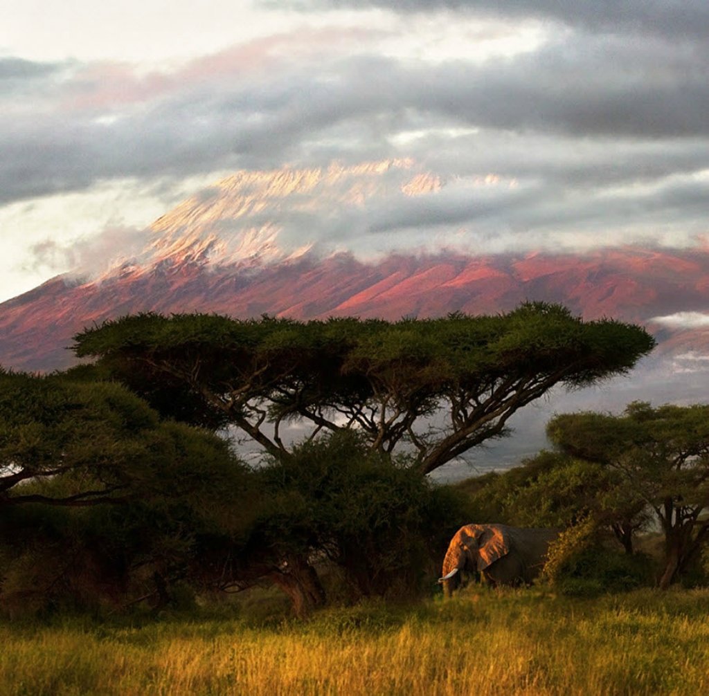 Дикая природа планеты. Национальный парк Килиманджаро в Африке. Саванна Килиманджаро. Парк Килиманджаро в Танзании. Саванны Танзании.