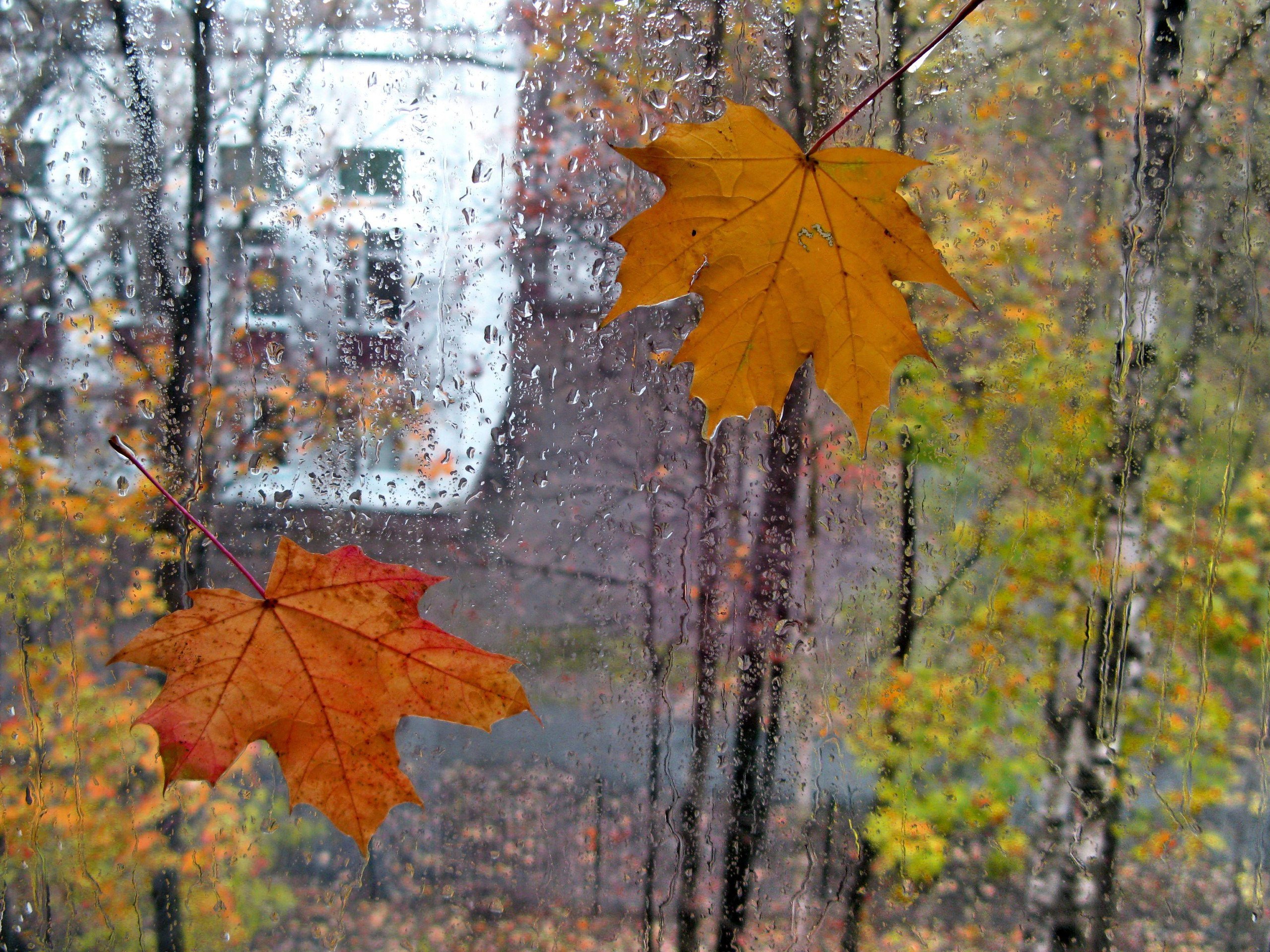 Осенние дождики вовсе не похожи впр 6. Осенний дождь. Дождливая осень. Осень листопад дождь. Дождь осенью.