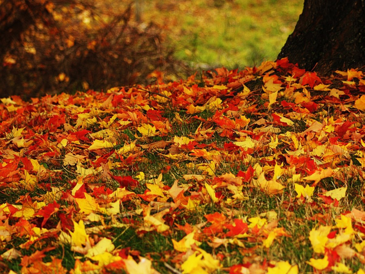 Осень листопад. Осенние обои. Красный листопад. Опавшие листья. Осенний листопад предложения