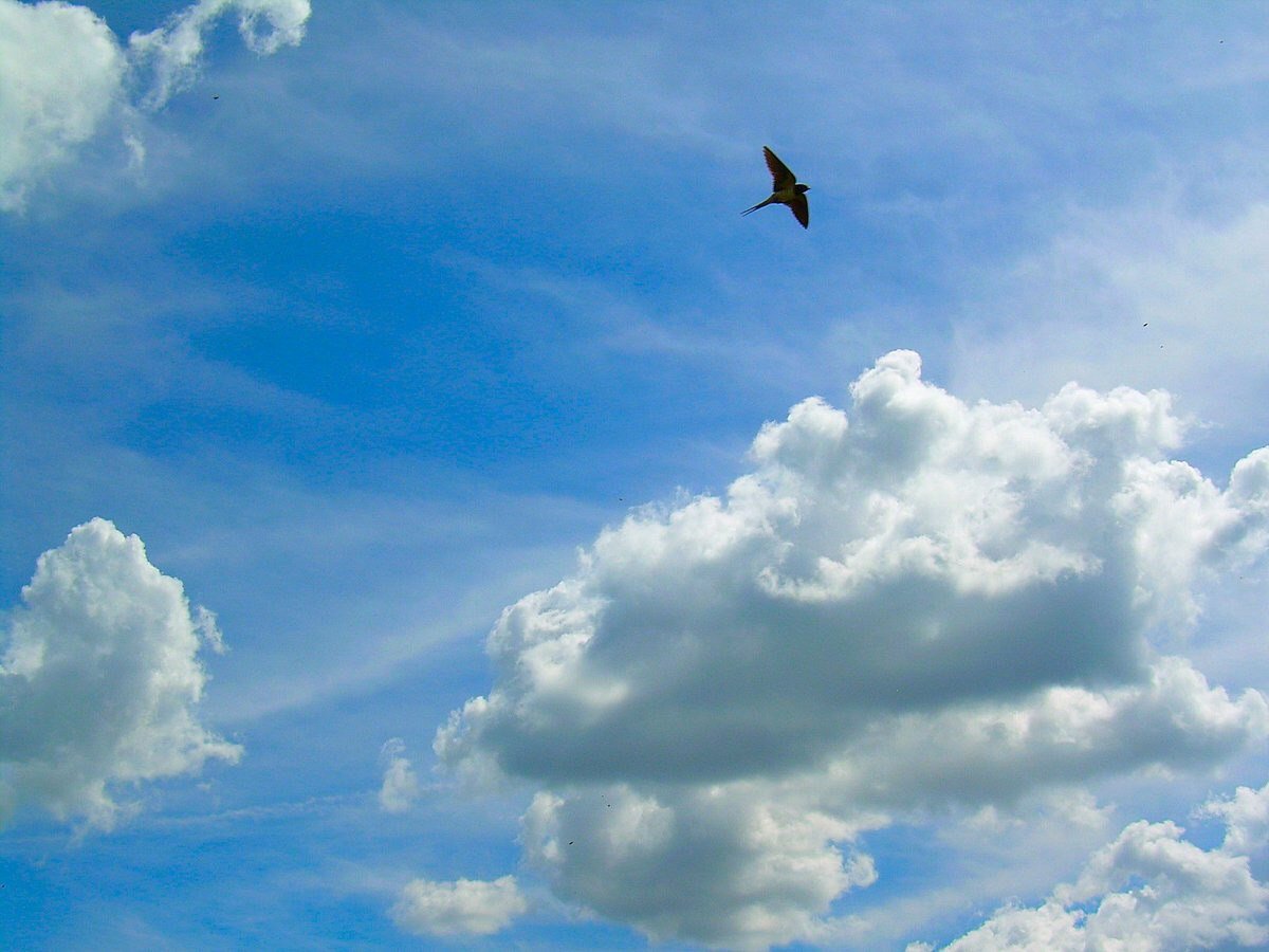 Песня птицы в небесах летают. Птицы в небе. Птицы в облаках. Полёт птиц. Полет в небе.