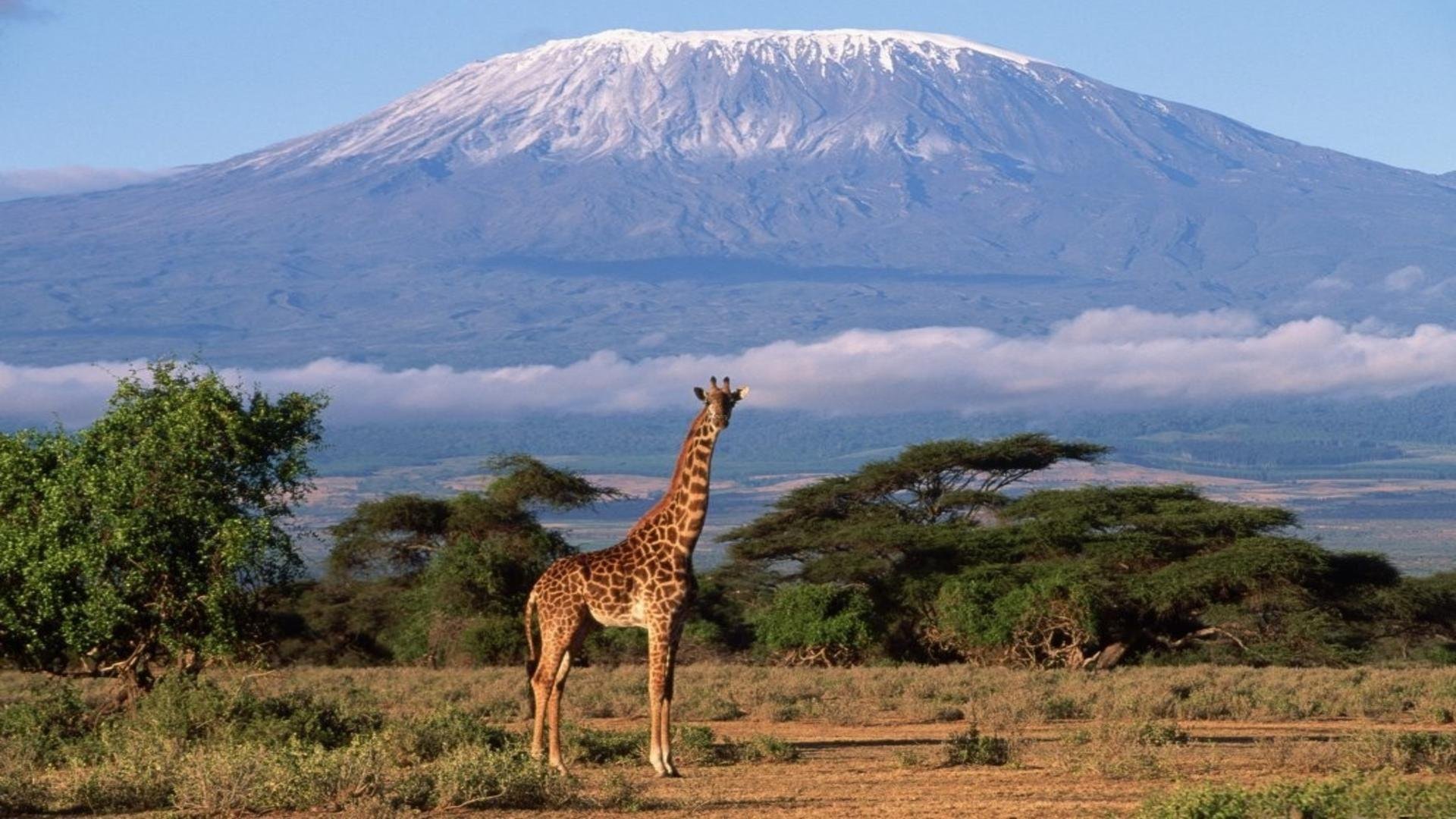 Саванной восточной африки. Танзания гора Килиманджаро. Саванна Килиманджаро. Камерун и Килиманджаро. Кения Килиманджаро.